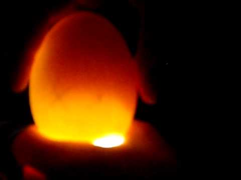 how to fertilize a goose egg
