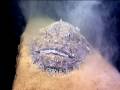 Monk Fish