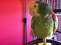 Coco...My Yellow Headed Amazon Coco...My Yellow Headed Amazon