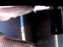 Banjar red arowana enjoying his life to the fullest