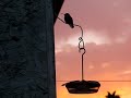 Hummingbird defending feeder at sunset
