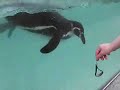 Pinguino Rinco... Pinguino Rinco...