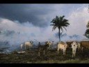 MADRE TIERRA Perros del Deposito y Sal-g MADRE TIERRA Perros del Deposito y Sal-g