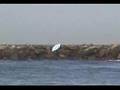 Ocean Beach Jetty Surf Movie