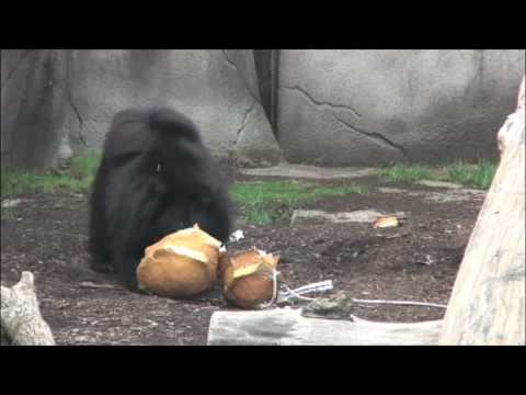 sloth bear