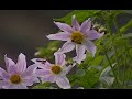 Insects - Bee-utiful Bees
