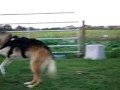 Jerry the Three Legged Farm Dog at White Rabbit Acres