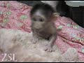Conchita the White Naped Mangabey