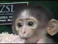 Conchita the White Naped Mangabey