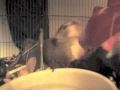 Squirrel having a seizure, Mary Cummins, Animal Advocates