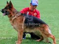 URSUS VON BATU : REPRODUCTORES TOP URSUS VON BATU : REPRODUCTORES TOP