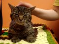 marquette-county-humane-societymcdreamy.html