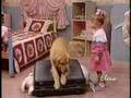    Someone twitterd me and asked if Comet had gone to doggy heaven. Comet would be around 168 years old in dog years today. We actually had two dogs that looked identical. One was really named Comet and the other dogs name was Ajax. They were amazing dogs.    ...
