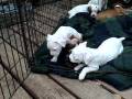 boxer puppies