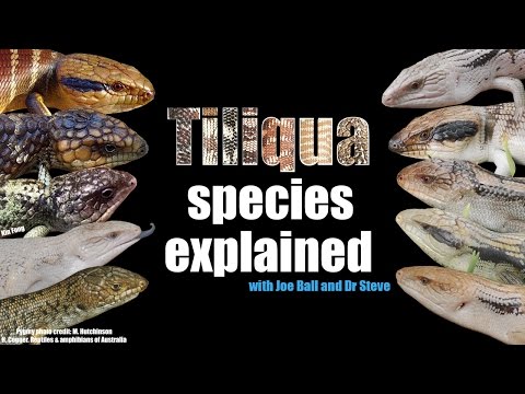 YouTube reptile video