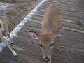 Cherry Grove Deer 01