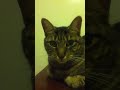 Click here to watch this video Rescued kitten