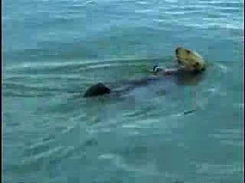 Sea Otter Eating In The Wild