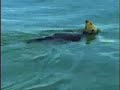 Sea Otter Eating In The Wild