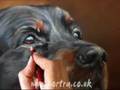Speed painting dog portrait in pastel (Setter)