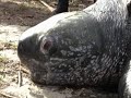 To the Rescue: Leatherback Sea Turtle To the Rescue: Leatherback Sea Turtle