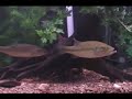Largemouth Bass Feeding Display