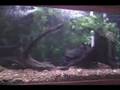 Largemouth Bass Feeding Display