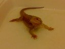 Enzo shower time