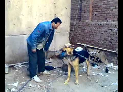 تدريب الكلاب على الاطاعة.mp4