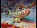 Duik mee bij de Zout Pier op Bonaire!