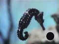 Sesame Street - seahorse
