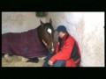 Stable Love 1