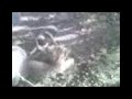 Mir�ka k�lykei 2