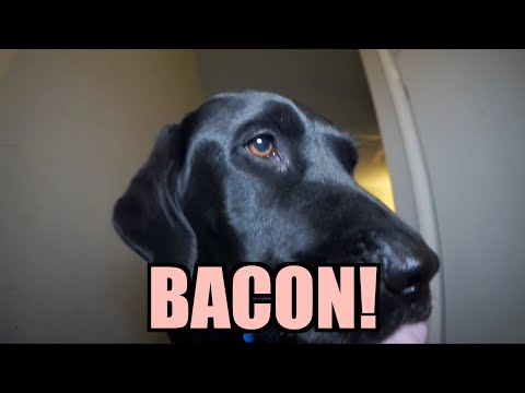 talking - Sylvester and Gibson are threatened by an angry landlord, spiders and bacon. This is the first Talking Kitty video of 2013.