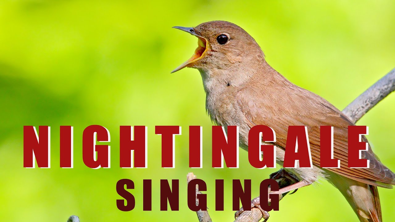 10 Burung Dengan Suara Kicauan Paling Merdu Di Dunia