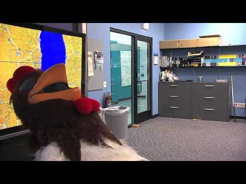 WGN Morning News The Rooster Spots- Paul Konrad Video