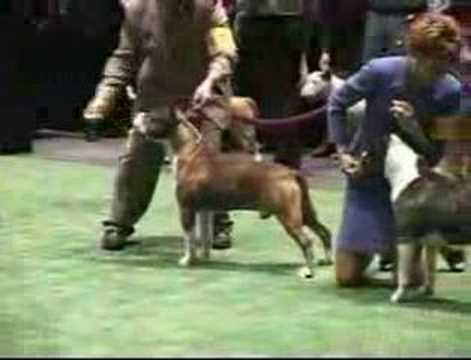 Westminster 2007 - American ...
