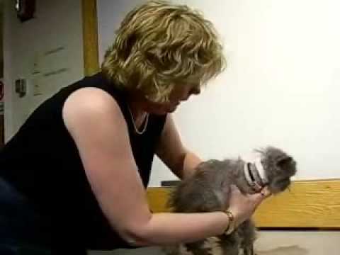 0 Nemasket Orphan Animal Haven