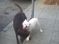 Flip Mino: urban dogs at play