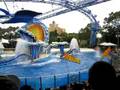 Dolphin Show @ Sea World