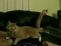 Gatinho fofo... Gatinho fofo...