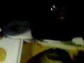 videos de el baile del hilito (david)