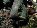 Pointless catfish video