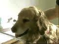 Animal Assisted Therapy