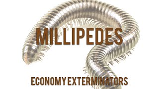 All about Millipedes!