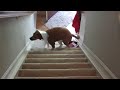 Clever Dog- The Cone of Shame