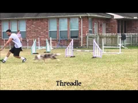 how to train agility dogs