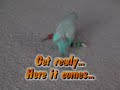 The Bionic budgie: Runs  &  throws beads at incredible speeds! 