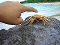 Poor Mr. Crabbers!!!