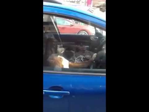 This Is Why You Don't Lock Your Dog In The Car...